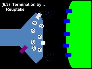 (6.3) Termination by...
Reuptake

 