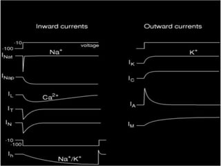 Voltage-gated channels

 