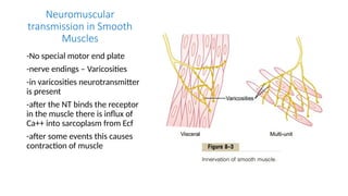 NEUROMUSCULAR TRANSMISSION nmj [Autosaved].pptx