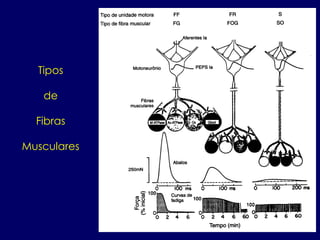 Tipos
de
Fibras
Musculares
 