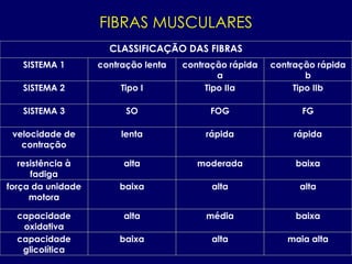 FIBRAS MUSCULARES
CLASSIFICAÇÃO DAS FIBRAS
SISTEMA 1 contração lenta contração rápida
a
contração rápida
b
SISTEMA 2 Tipo I Tipo IIa Tipo IIb
SISTEMA 3 SO FOG FG
velocidade de
contração
lenta rápida rápida
resistência à
fadiga
alta moderada baixa
força da unidade
motora
baixa alta alta
capacidade
oxidativa
alta média baixa
capacidade
glicolítica
baixa alta maia alta
 