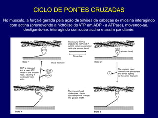 CICLO DE PONTES CRUZADAS
No músculo, a força é gerada pela ação de bilhões de cabeças de miosina interagindo
com actina (promovendo a hidrólise do ATP em ADP - a ATPase), movendo-se,
desligando-se, interagindo com outra actina e assim por diante.
 