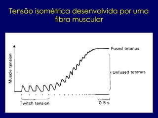 Tensão isométrica desenvolvida por uma
fibra muscular
 
