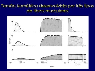 Tensão isométrica desenvolvida por três tipos
de fibras musculares
 