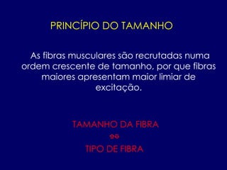 PRINCÍPIO DO TAMANHO
As fibras musculares são recrutadas numa
ordem crescente de tamanho, por que fibras
maiores apresentam maior limiar de
excitação.
TAMANHO DA FIBRA
⇧⇩
TIPO DE FIBRA
 