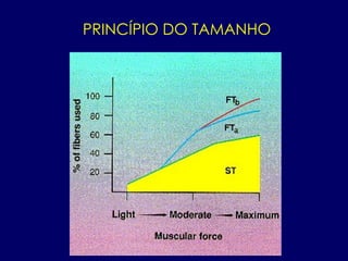 PRINCÍPIO DO TAMANHO
 
