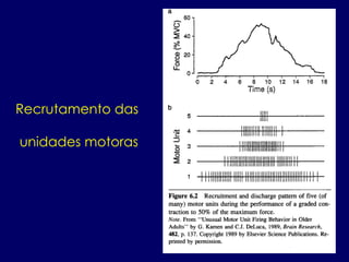 Recrutamento das
unidades motoras
 