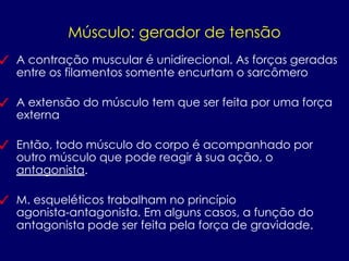 Músculo: gerador de tensão
✓ A contração muscular é unidirecional. As forças geradas
entre os filamentos somente encurtam o sarcômero
✓ A extensão do músculo tem que ser feita por uma força
externa
✓ Então, todo músculo do corpo é acompanhado por
outro músculo que pode reagir à sua ação, o
antagonista.
✓ M. esqueléticos trabalham no princípio
agonista-antagonista. Em alguns casos, a função do
antagonista pode ser feita pela força de gravidade.
 