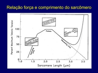 Relação força e comprimento do sarcômero
 