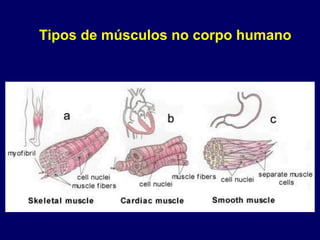 Tipos de músculos no corpo humano
 