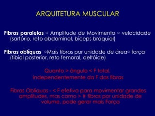 ARQUITETURA MUSCULAR
Fibras paralelas ⇨ Amplitude de Movimento ⇨ velocidade
(sartório, reto abdominal, bíceps braquial)
Fibras oblíquas ⇨Mais fibras por unidade de área⇨ força
(tibial posterior, reto femoral, deltóide)
Quanto > ângulo < F total,
independentemente da F das fibras
Fibras Oblíquas - < F efetiva para movimentar grandes
amplitudes, mas como > # fibras por unidade de
volume, pode gerar mais Força
 