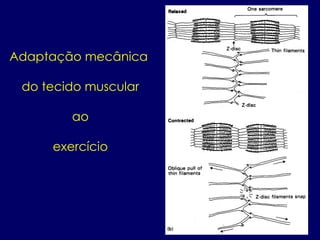 Adaptação mecânica
do tecido muscular
ao
exercício
 