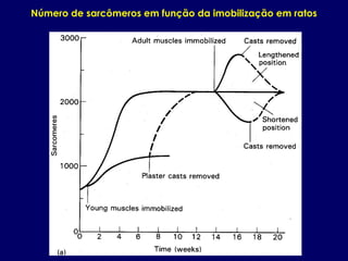 Número de sarcômeros em função da imobilização em ratos
 