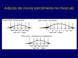 Adição de novos sarcômeros no músculo
 