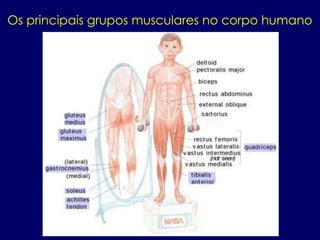 Os principais grupos musculares no corpo humano
 