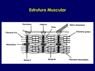 Estrutura Muscular
 