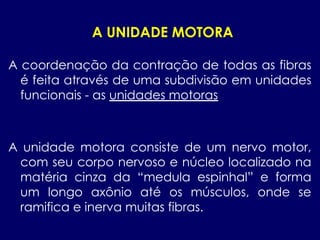 A UNIDADE MOTORA
A coordenação da contração de todas as fibras
é feita através de uma subdivisão em unidades
funcionais - as unidades motoras
A unidade motora consiste de um nervo motor,
com seu corpo nervoso e núcleo localizado na
matéria cinza da “medula espinhal” e forma
um longo axônio até os músculos, onde se
ramifica e inerva muitas fibras.
 
