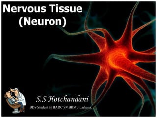 Nervous Tissue
  (Neuron)




       S.S Hotchandani
    BDS Student @ BADC SMBBMU Larkana.
 