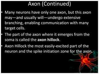 Axon (Continued)
• Many neurons have only one axon, but this axon
  may—and usually will—undergo extensive
  branching, enabling communication with many
  target cells.
• The part of the axon where it emerges from the
  soma is called the axon hillock.
• Axon Hillock the most easily-excited part of the
  neuron and the spike initiation zone for the axon.
 