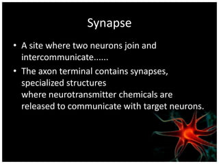 Synapse
• A site where two neurons join and
  intercommunicate......
• The axon terminal contains synapses,
  specialized structures
  where neurotransmitter chemicals are
  released to communicate with target neurons.
 