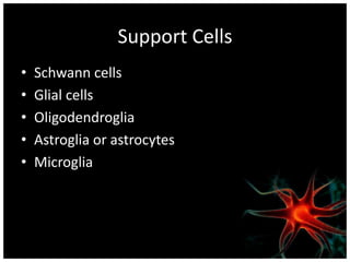 Support Cells
•   Schwann cells
•   Glial cells
•   Oligodendroglia
•   Astroglia or astrocytes
•   Microglia
 