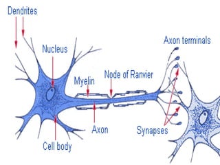 Neuron