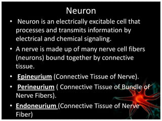 Neuron
• Neuron is an electrically excitable cell that
  processes and transmits information by
  electrical and chemical signaling.
• A nerve is made up of many nerve cell fibers
  (neurons) bound together by connective
  tissue.
• Epineurium (Connective Tissue of Nerve).
• Perineurium ( Connective Tissue of Bundle of
  Nerve Fibers).
• Endoneurium (Connective Tissue of Nerve
  Fiber)
 