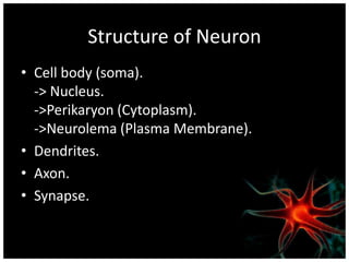 Structure of Neuron
• Cell body (soma).
  -> Nucleus.
  ->Perikaryon (Cytoplasm).
  ->Neurolema (Plasma Membrane).
• Dendrites.
• Axon.
• Synapse.
 