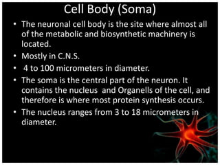 Cell Body (Soma)
• The neuronal cell body is the site where almost all
  of the metabolic and biosynthetic machinery is
  located.
• Mostly in C.N.S.
• 4 to 100 micrometers in diameter.
• The soma is the central part of the neuron. It
  contains the nucleus and Organells of the cell, and
  therefore is where most protein synthesis occurs.
• The nucleus ranges from 3 to 18 micrometers in
  diameter.
 