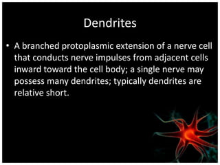 Dendrites
• A branched protoplasmic extension of a nerve cell
  that conducts nerve impulses from adjacent cells
  inward toward the cell body; a single nerve may
  possess many dendrites; typically dendrites are
  relative short.
 