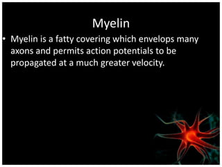Myelin
• Myelin is a fatty covering which envelops many
  axons and permits action potentials to be
  propagated at a much greater velocity.
 