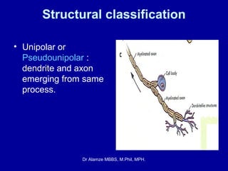Axon Classifications Neuron | PPT
