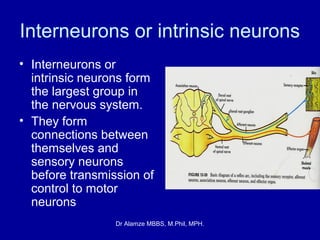 Int Neuron Neuron | PPT