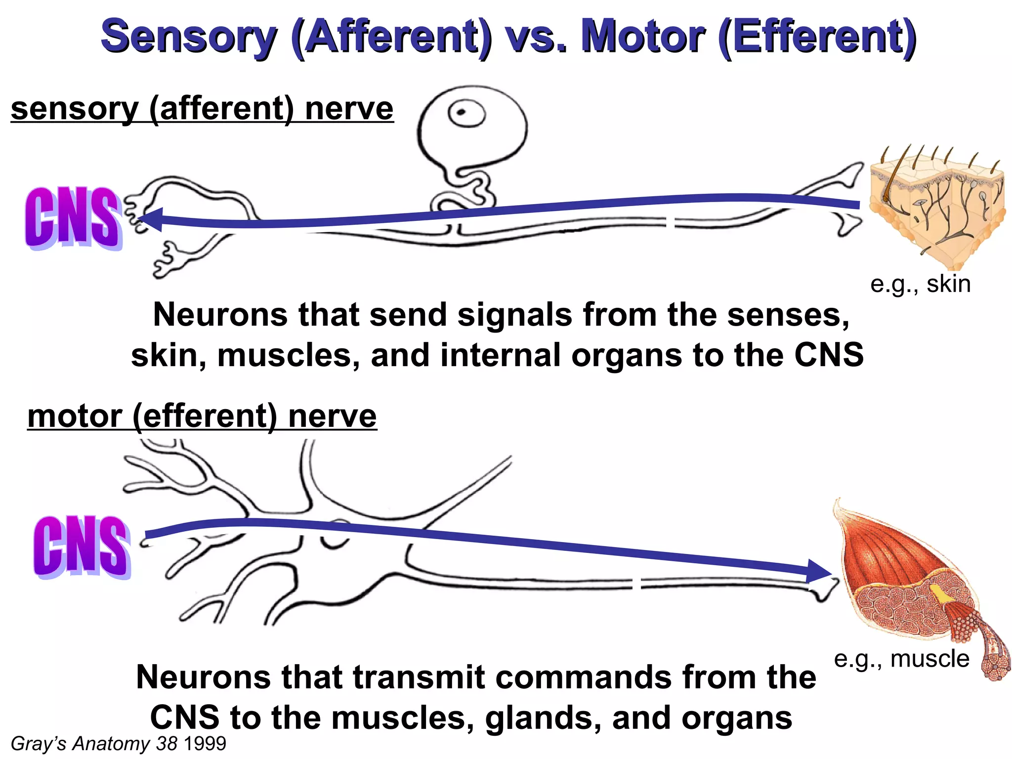 Sensory (Afferent) vs. Motor (Efferent)Sensory (Afferent) vs. Motor (Efferent)
e.g., skin
e.g., muscle
Gray’s Anatomy 38 1999
sensory (afferent) nerve
motor (efferent) nerve
Neurons that send signals from the senses,
skin, muscles, and internal organs to the CNS
Neurons that transmit commands from the
CNS to the muscles, glands, and organs
 