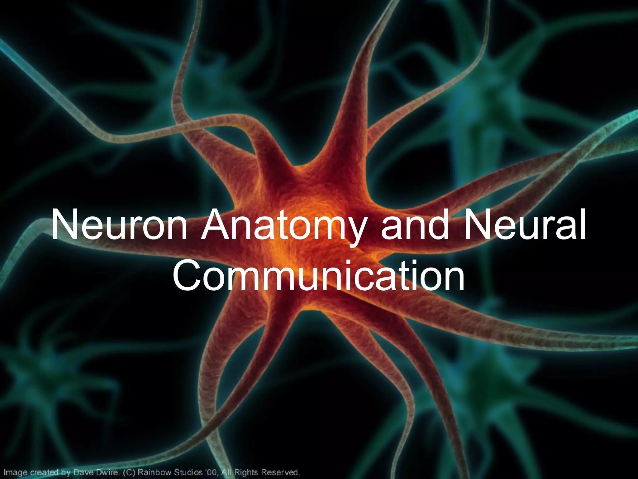 Neuron Anatomy and Neural
Communication
 