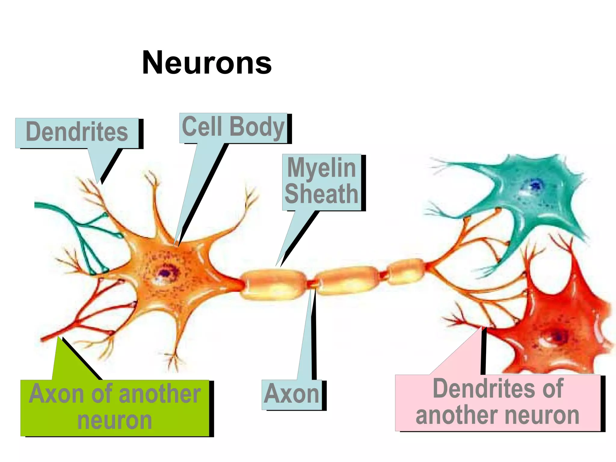 Neurons
Axon of another
neuron
Axon of another
neuron
Cell BodyCell BodyDendritesDendrites
AxonAxon
Myelin
Sheath
Myelin
Sheath
Dendrites of
another neuron
Dendrites of
another neuron
 
