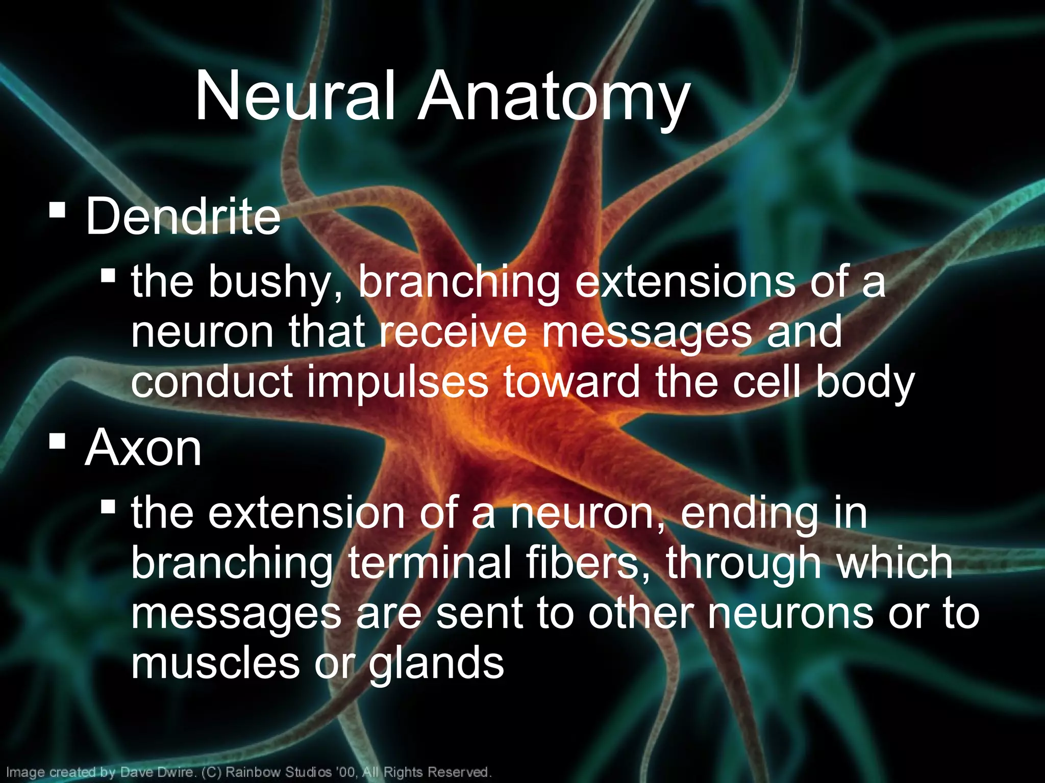 Neural Anatomy
 Dendrite
 the bushy, branching extensions of a
neuron that receive messages and
conduct impulses toward the cell body
 Axon
 the extension of a neuron, ending in
branching terminal fibers, through which
messages are sent to other neurons or to
muscles or glands
 