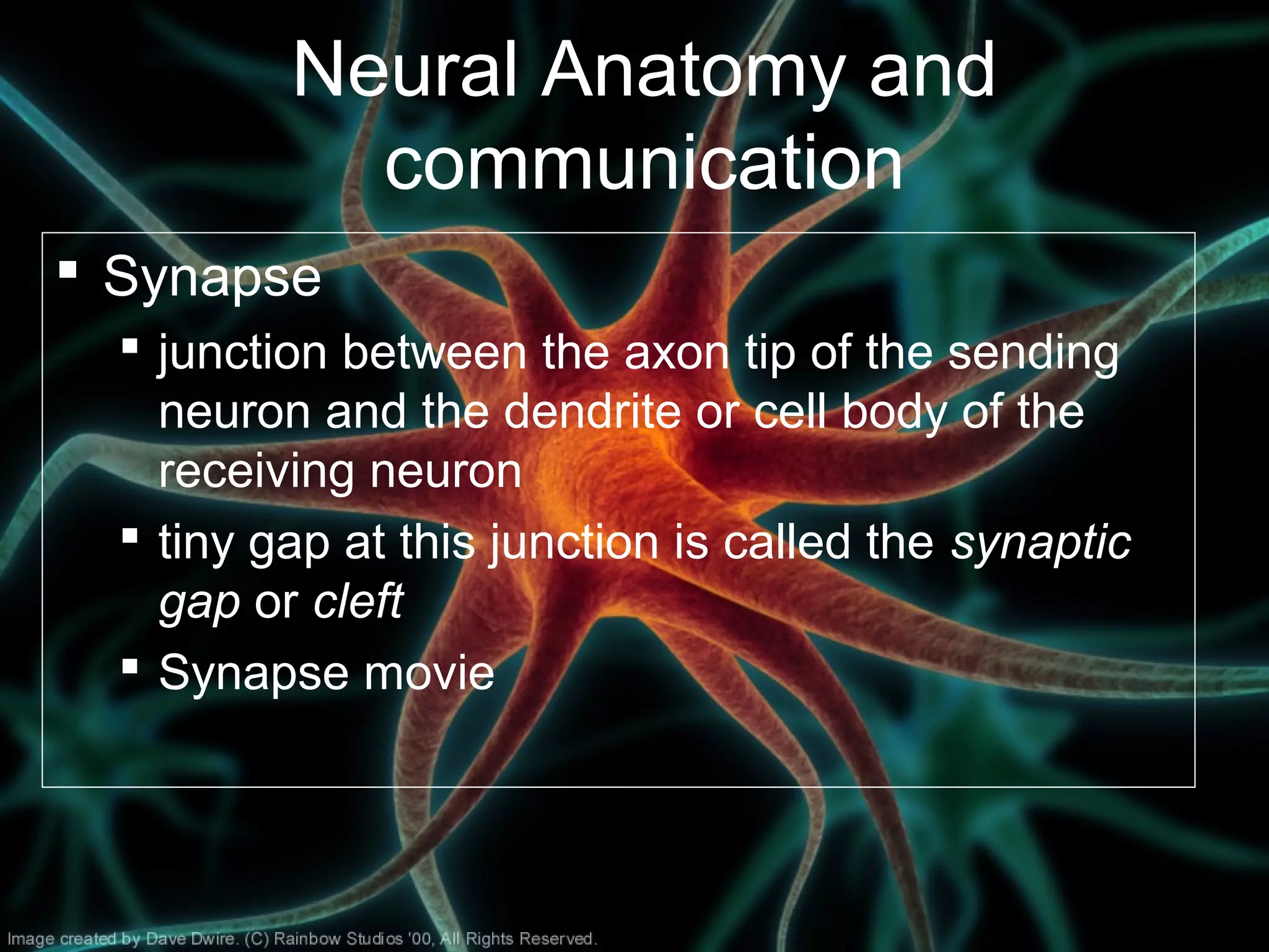 Neural Anatomy and
communication
 Synapse
 junction between the axon tip of the sending
neuron and the dendrite or cell body of the
receiving neuron
 tiny gap at this junction is called the synaptic
gap or cleft
 Synapse movie
 