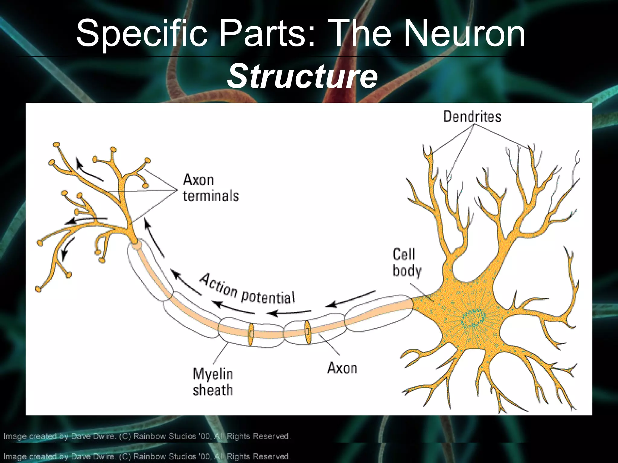 Specific Parts: The Neuron
Structure
 