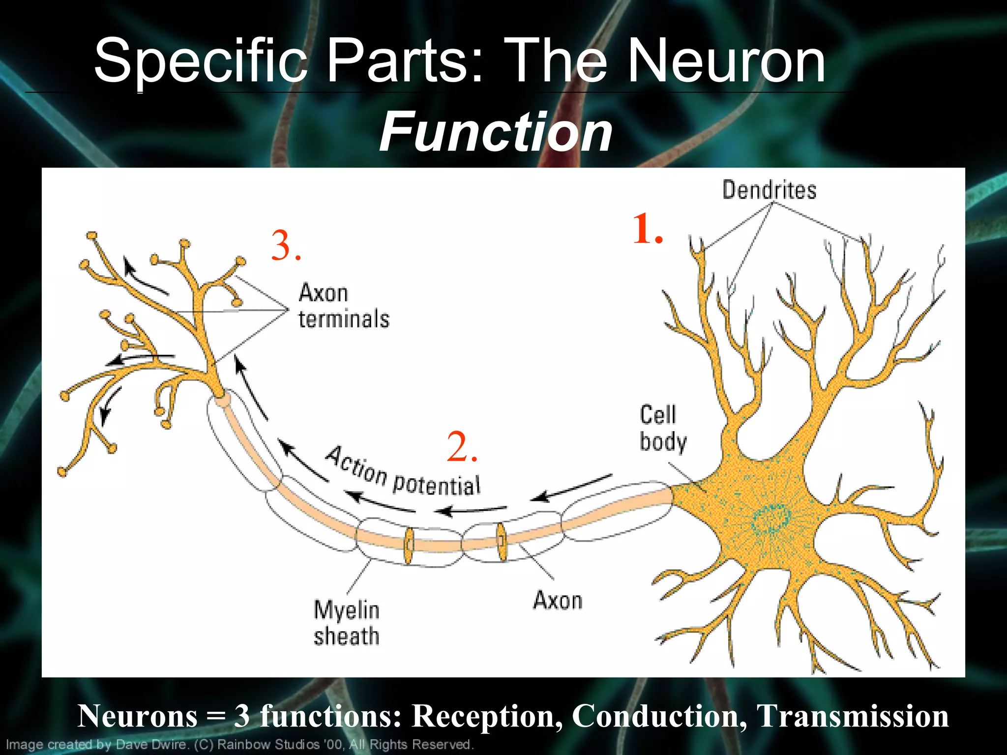 Specific Parts: The Neuron
Function
Neurons = 3 functions: Reception, Conduction, Transmission
1.3.
2.
 