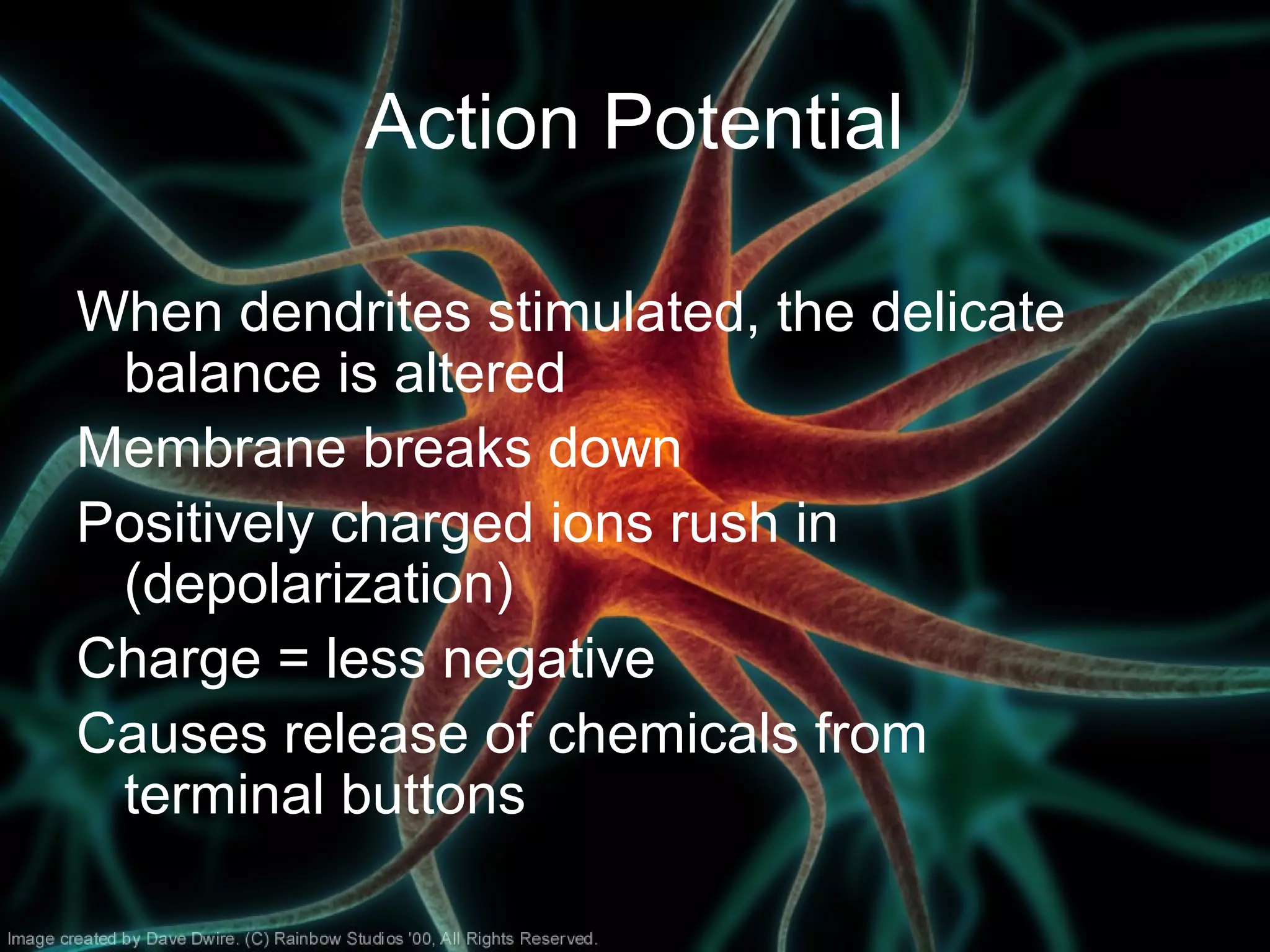 Action Potential
When dendrites stimulated, the delicate
balance is altered
Membrane breaks down
Positively charged ions rush in
(depolarization)
Charge = less negative
Causes release of chemicals from
terminal buttons
 