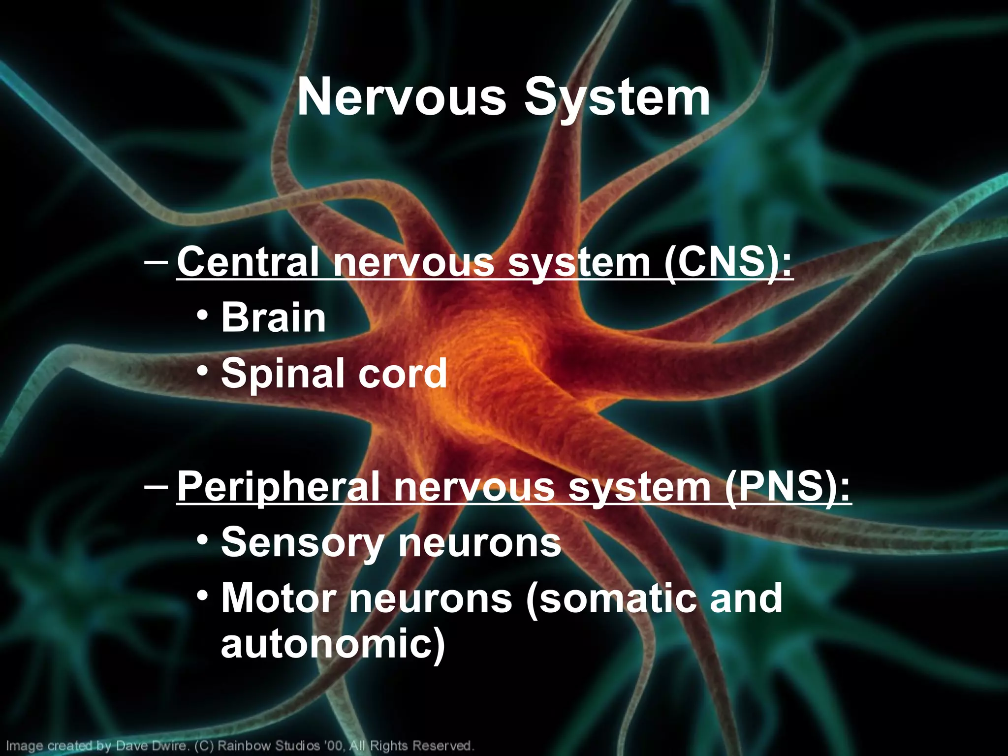 Nervous System
– Central nervous system (CNS):
• Brain
• Spinal cord
– Peripheral nervous system (PNS):
• Sensory neurons
• Motor neurons (somatic and
autonomic)
 