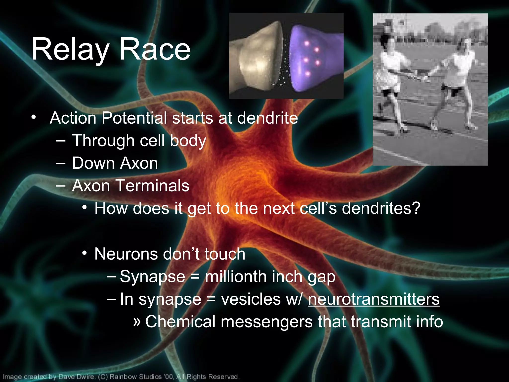 Relay Race
• Action Potential starts at dendrite
– Through cell body
– Down Axon
– Axon Terminals
• How does it get to the next cell’s dendrites?
• Neurons don’t touch
– Synapse = millionth inch gap
– In synapse = vesicles w/ neurotransmitters
» Chemical messengers that transmit info
 