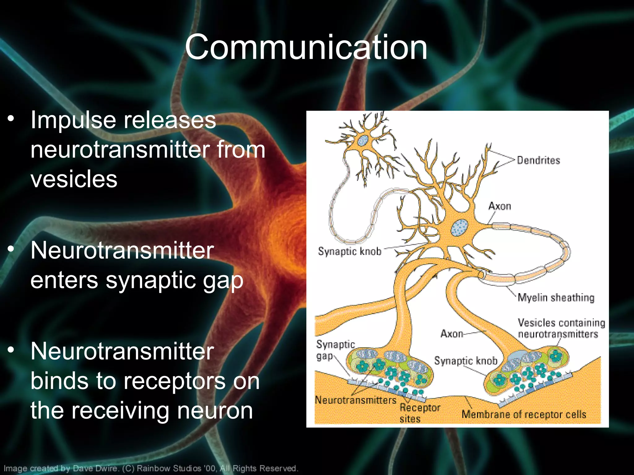 Communication
• Impulse releases
neurotransmitter from
vesicles
• Neurotransmitter
enters synaptic gap
• Neurotransmitter
binds to receptors on
the receiving neuron
 