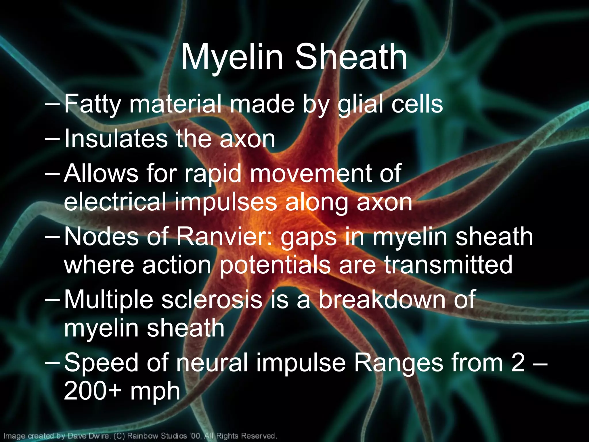 Myelin Sheath
–Fatty material made by glial cells
–Insulates the axon
–Allows for rapid movement of
electrical impulses along axon
–Nodes of Ranvier: gaps in myelin sheath
where action potentials are transmitted
–Multiple sclerosis is a breakdown of
myelin sheath
–Speed of neural impulse Ranges from 2 –
200+ mph
 