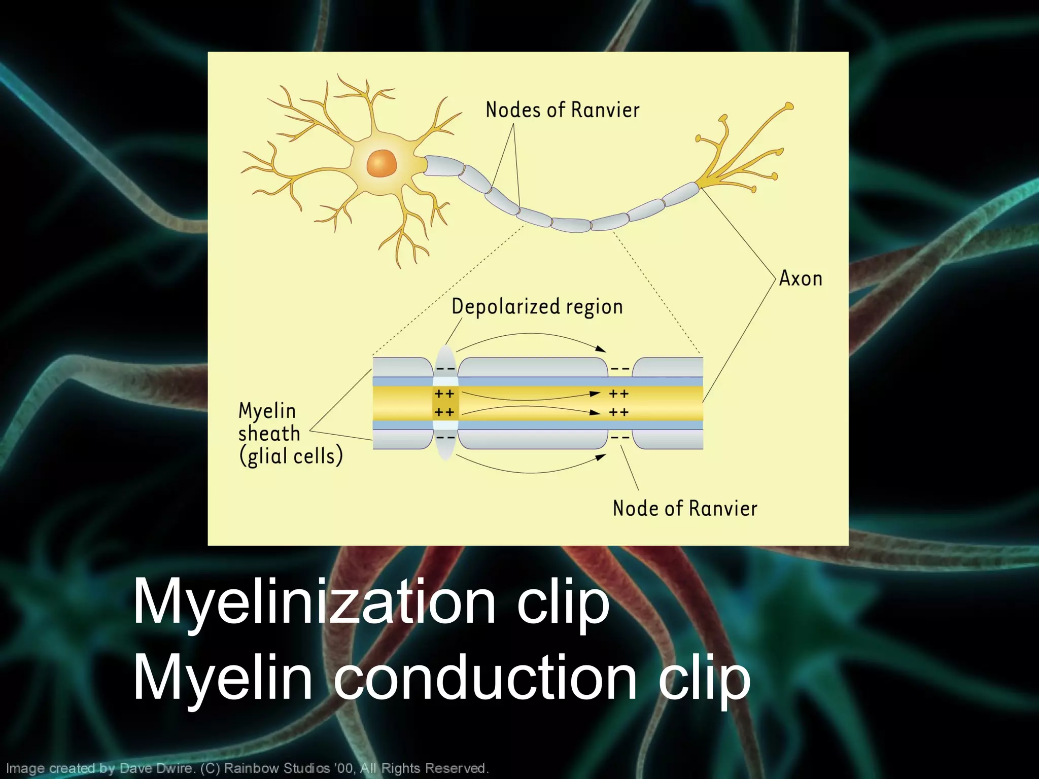 Myelinization clip
Myelin conduction clip
 