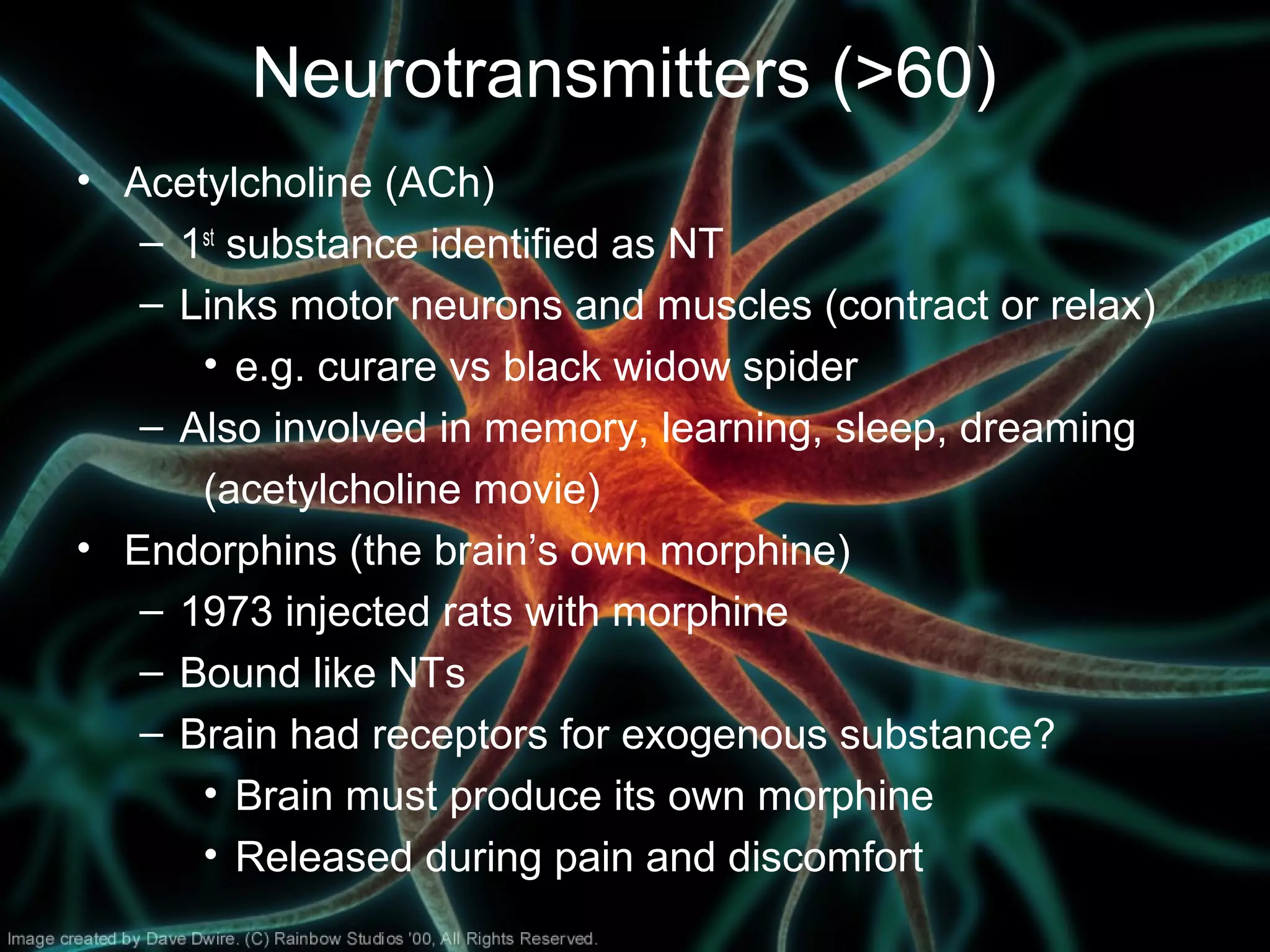 Neurotransmitters (>60)
• Acetylcholine (ACh)
– 1st
substance identified as NT
– Links motor neurons and muscles (contract or relax)
• e.g. curare vs black widow spider
– Also involved in memory, learning, sleep, dreaming
(acetylcholine movie)
• Endorphins (the brain’s own morphine)
– 1973 injected rats with morphine
– Bound like NTs
– Brain had receptors for exogenous substance?
• Brain must produce its own morphine
• Released during pain and discomfort
 