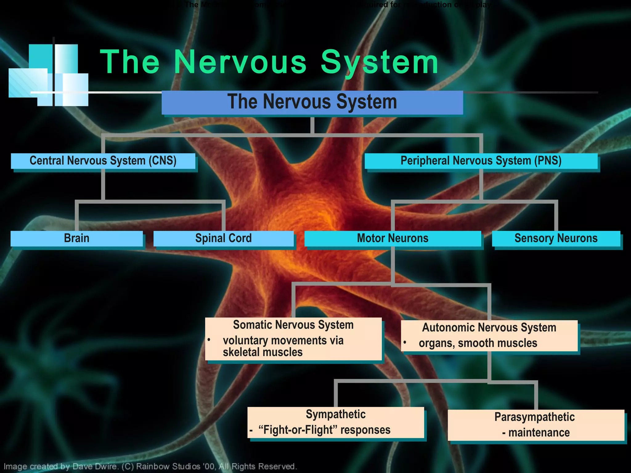 Copyright © The McGraw-Hill Companies, Inc. Permission required for reproduction or display.
Central Nervous System (CNS)Central Nervous System (CNS)
BrainBrain Spinal CordSpinal Cord
Peripheral Nervous System (PNS)Peripheral Nervous System (PNS)
Sensory NeuronsSensory NeuronsMotor NeuronsMotor Neurons
Somatic Nervous System
• voluntary movements via
skeletal muscles
Somatic Nervous System
• voluntary movements via
skeletal muscles
Autonomic Nervous System
• organs, smooth muscles
Autonomic Nervous System
• organs, smooth muscles
Sympathetic
- “Fight-or-Flight” responses
Sympathetic
- “Fight-or-Flight” responses
Parasympathetic
- maintenance
Parasympathetic
- maintenance
The Nervous System
The Nervous SystemThe Nervous System
 