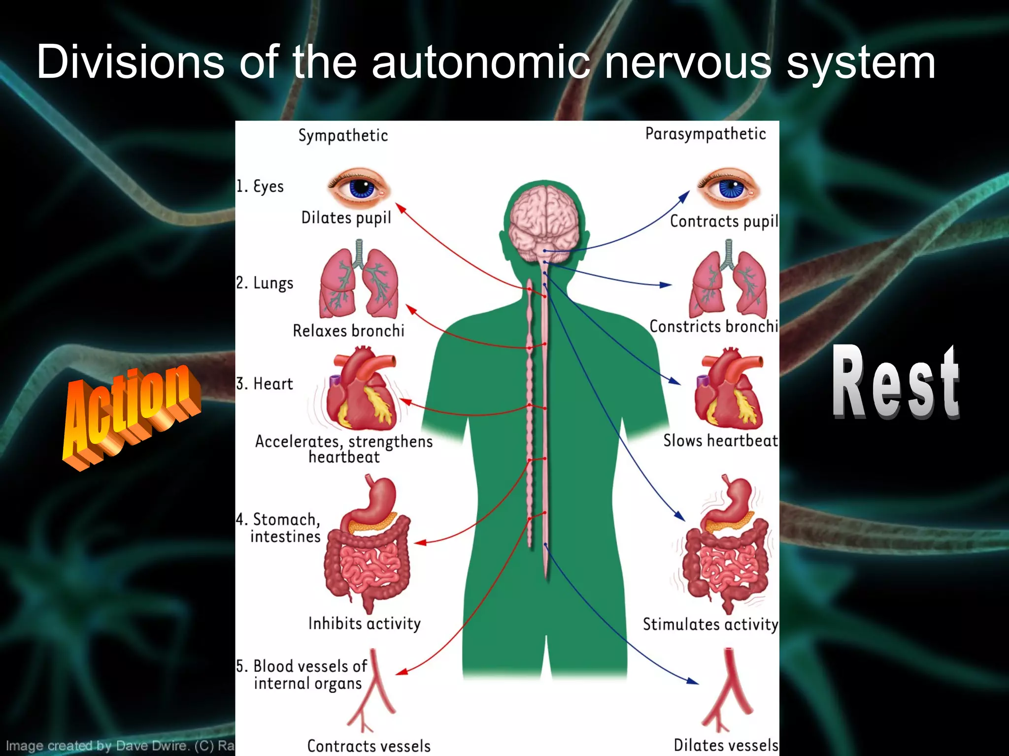 Copyright © The McGraw-Hill Companies, Inc. Permission required for reproduction or display.
Divisions of the autonomic nervous system
 