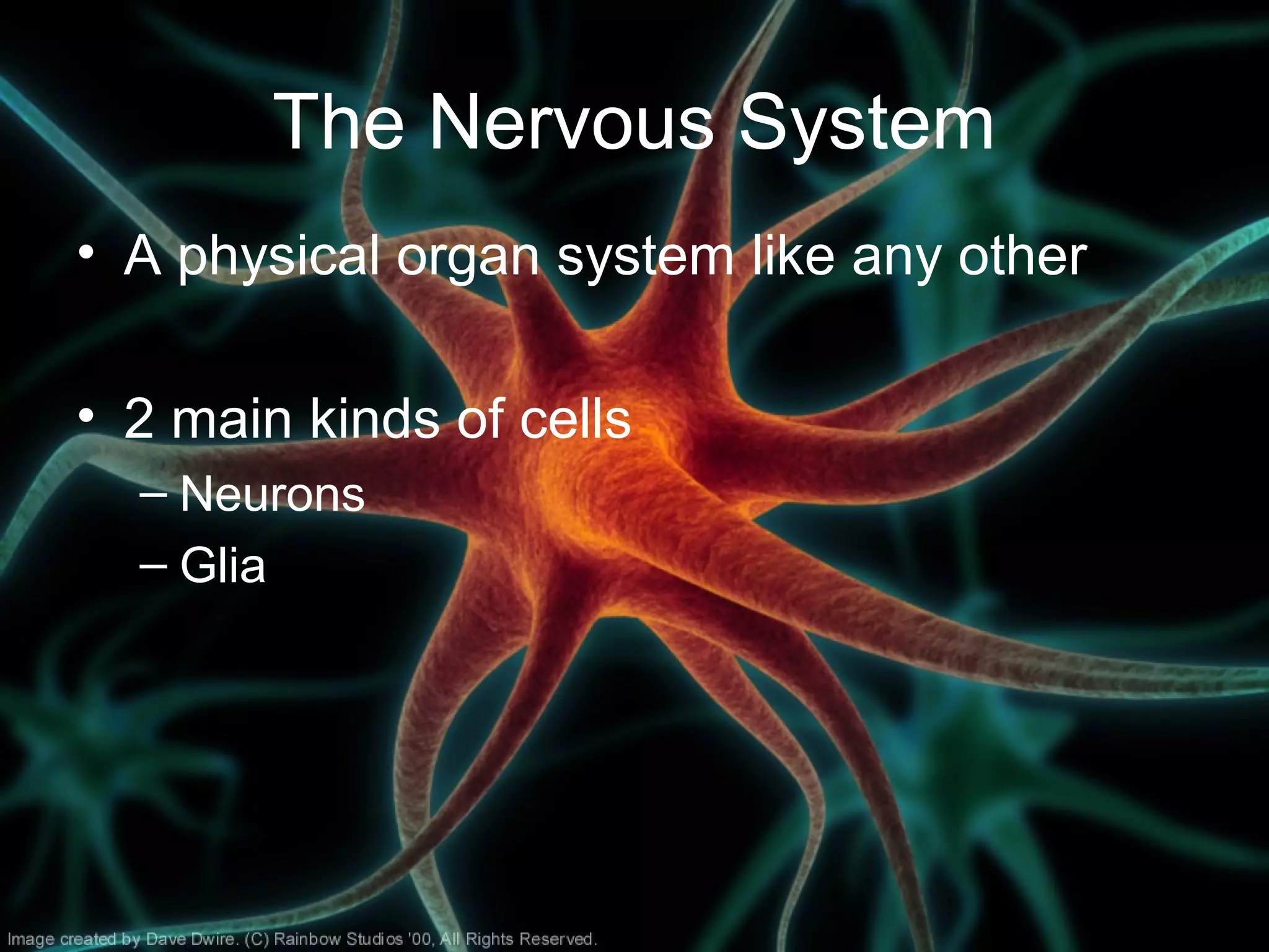 The Nervous System
• A physical organ system like any other
• 2 main kinds of cells
– Neurons
– Glia
 